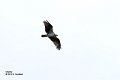 15 Sept-Osprey